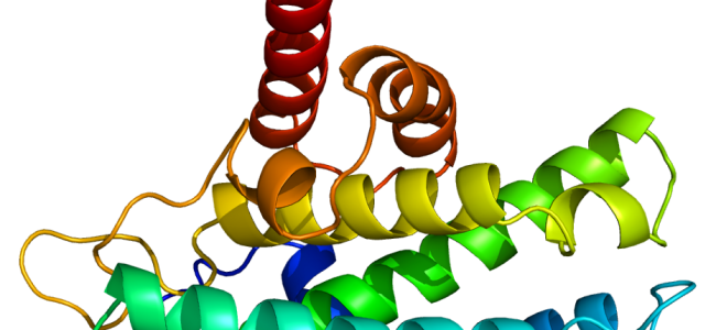 Proteiner er kroppens nyttige byggeklosser – nyttig info