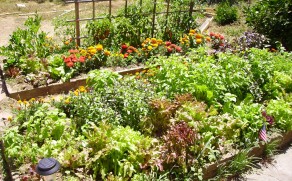 Hagetips: Grønnsaker skal gro i lys og sol