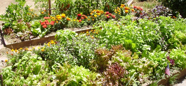 Hagetips: Grønnsaker skal gro i lys og sol