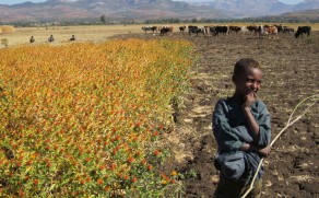 Økologi i Afrika kan være med på å sikre framtidens matvarer