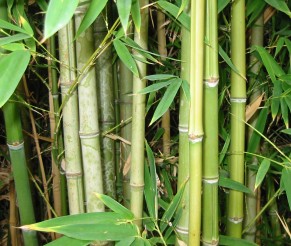 Hva er Bambus?