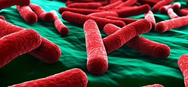 Er E. coli egentlig så farlig?