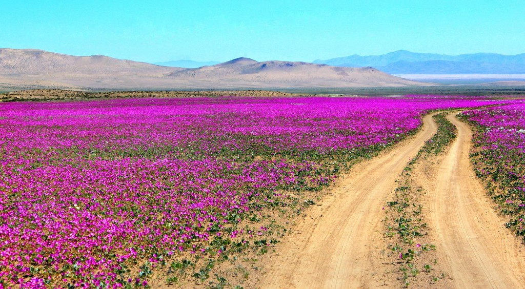 desierto-de-atacama