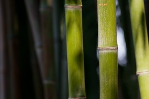 hva-er-bambus